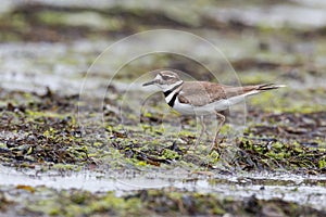 Killdeer plover bird