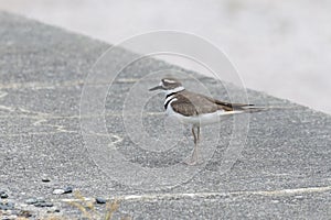Killdeer plover bird