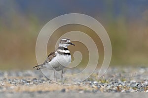 Killdeer plover bird