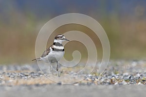 Killdeer plover bird