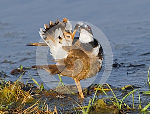 Killdeer plover (Charadrius vociferus) preening orange tail feathers at waters edge