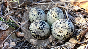 Killdeer Plover eggs in a camouflaged nest.