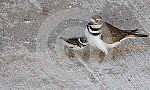 Killdeer plover mother and chick lost on a concrete driveway ecological trap and habitat loss consequence