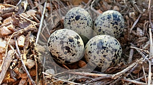 Killdeer plover nest with eggs.