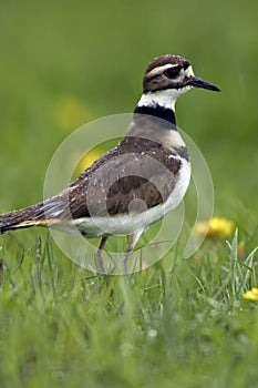 Killdeer Profile in the Rain photo