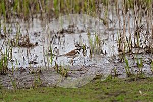 Killdeer resting at lakeside marsh