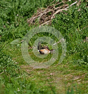 Killdeer resting at lakeside marsh