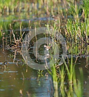 Killdeer resting at lakeside marsh