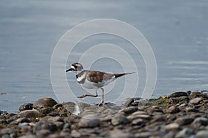 Killdeer resting at seaside