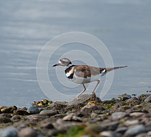 Killdeer resting at seaside