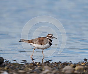 Killdeer resting at seaside