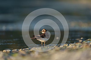 Killdeer resting at seaside