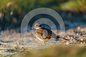 Killdeer resting at seaside