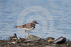 Killdeer resting at seaside