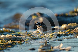 Killdeer resting at seaside