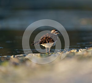 Killdeer resting at seaside