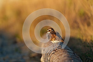 Killdeer resting at seaside