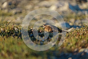 Killdeer resting at seaside