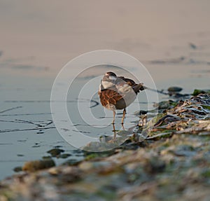 Killdeer resting at seaside