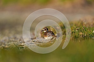 Killdeer resting at seaside