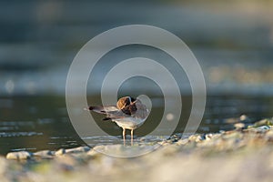 Killdeer resting at seaside