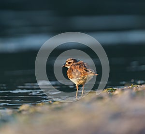 Killdeer resting at seaside