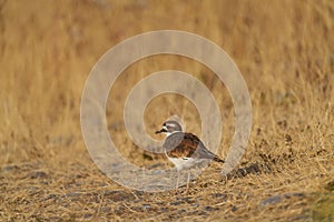 Killdeer resting at seaside