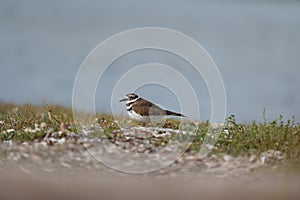 Killdeer resting at seaside