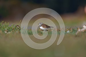 Killdeer resting at seaside