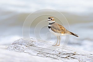 Killdeer shorebird bird