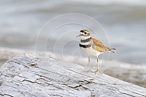 Killdeer shorebird bird photo