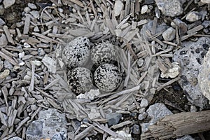 Killdeer shorebird eggs