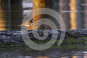 Killdeer shorebird on floating log photo