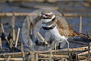 Killdeer