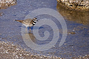 Killdeer Standing In Shallow Water photo