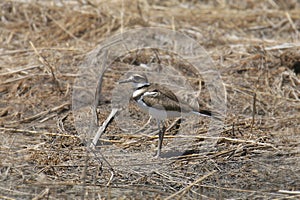 Killdeer standing in some dry grass