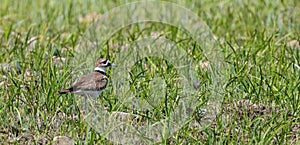 A Killdeer Stands in an Illinois Prairie photo