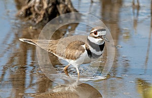 killdeer wades through salt marsh in Florida