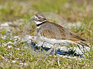 Killdeer