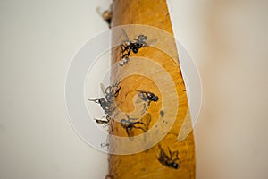 Killed flies on sticky tape. Fight against annoying insects.