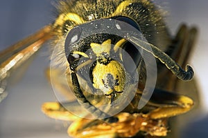 Killer bee photo