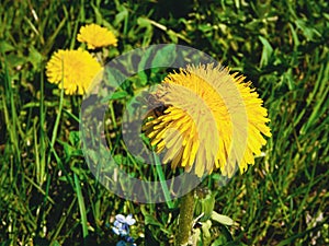 A killer bee on the yellow dandelion