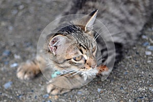 Killer Feral Cat