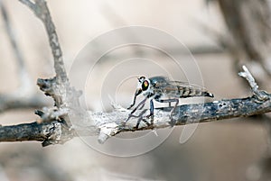 Killer fly (robber fly)