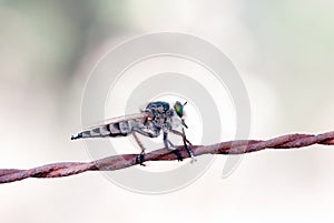 Killer fly (robber fly)