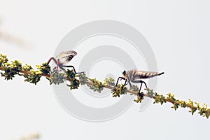 Killer fly (robber fly)