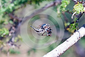 Killer fly (robber fly)