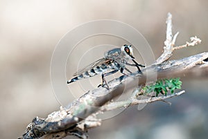 Killer fly (robber fly)