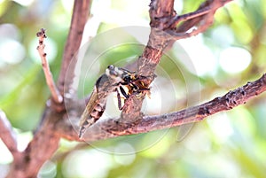 Killer fly (robber fly)