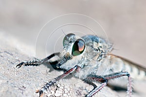 Killer fly (robber fly)